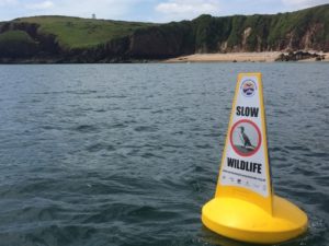 caldey-wildlife-conservation-500by